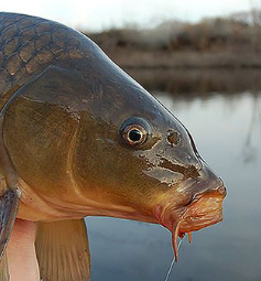 #CARP